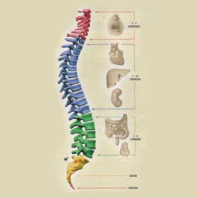 immagine descrittiva manovra osteopatica