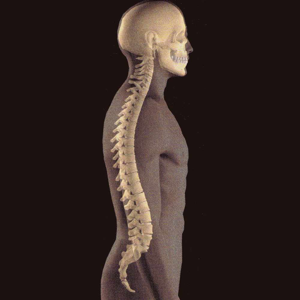 immagine descrittiva postura